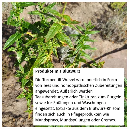 Glueckspilz *