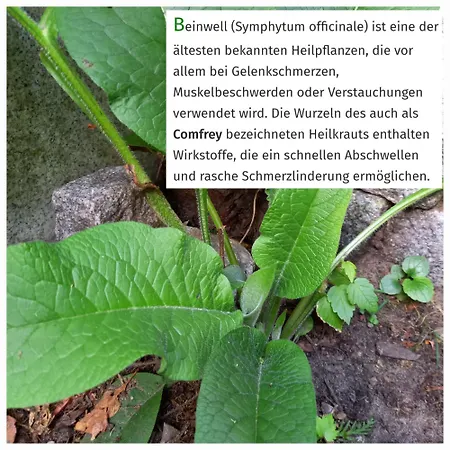 Glueckspilz Apartman