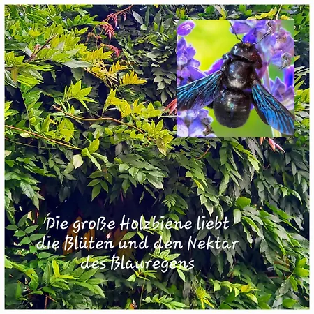 Glueckspilz * Lüneburg