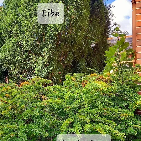 Glueckspilz * Lüneburg